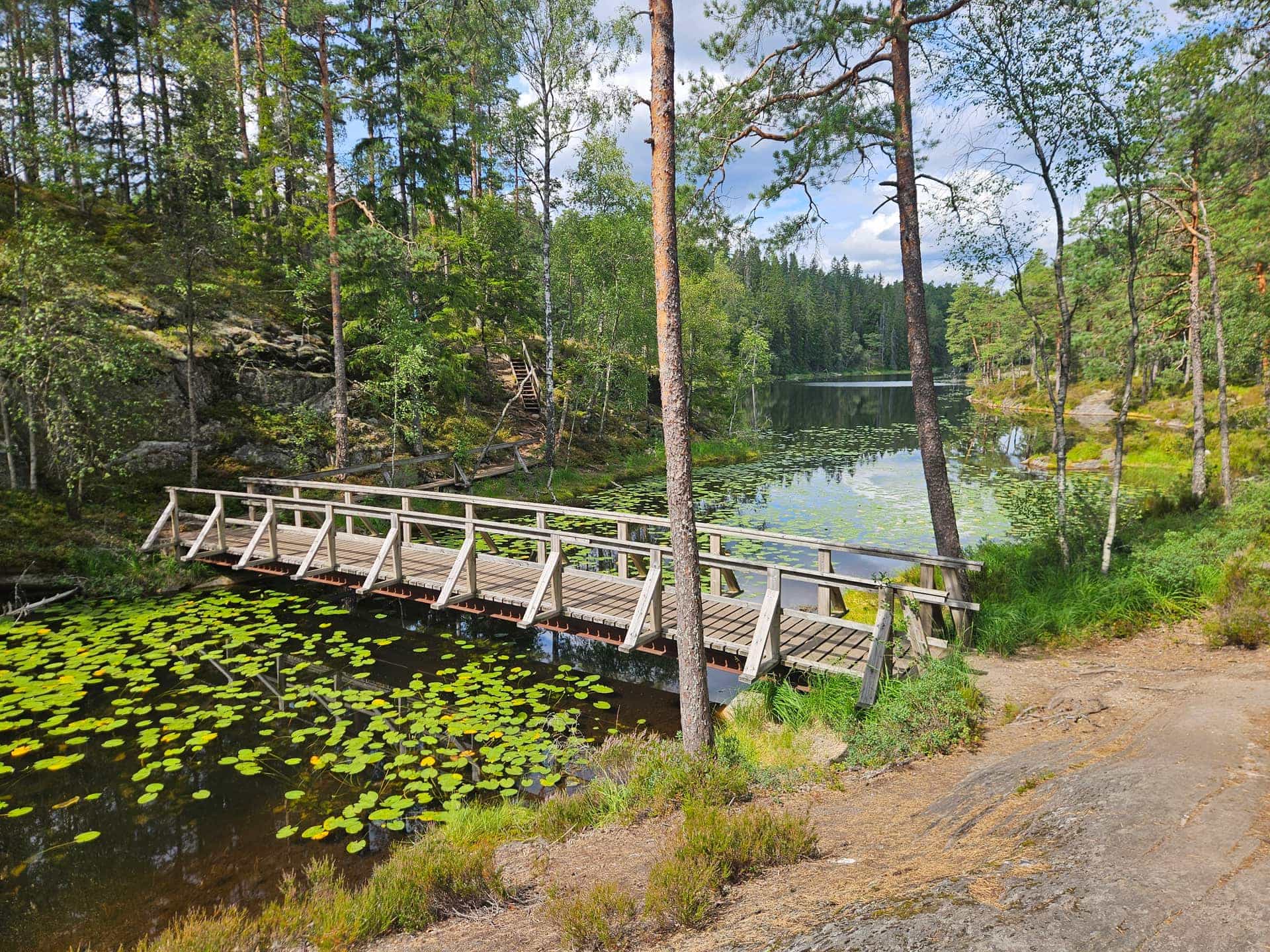 Träspång över en stilla skogssjö omgiven av tallar och björkar i svensk natur